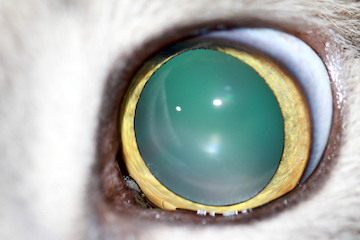 Ojo de gato con desprendimiento de retina - Caso Gris