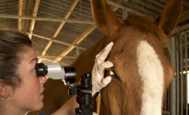Exploración oftalmológica caballo con lámpara de hendidura