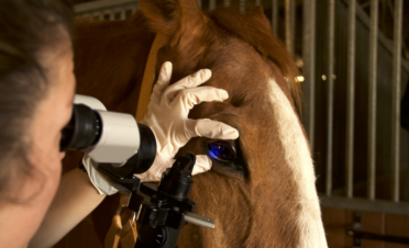 Exploracion ocular en caballos