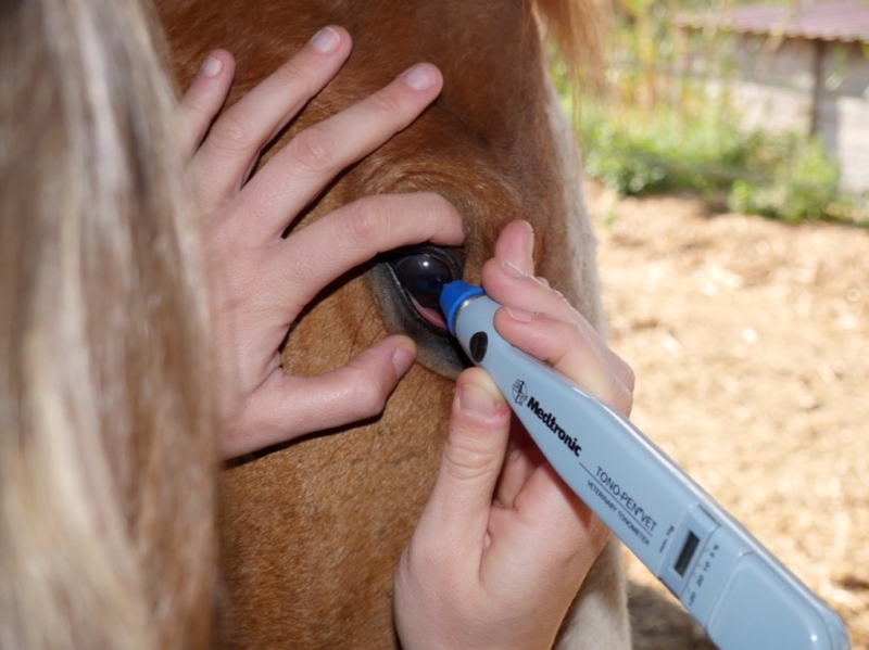 Medición de la presión intraocular de un caballo