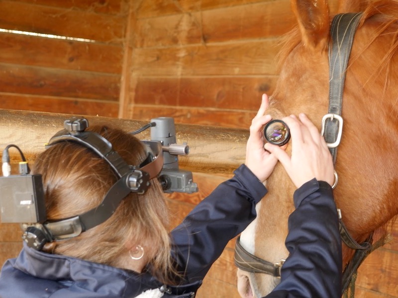 Examen ocular de caballo con oftalmoscopia indirecta