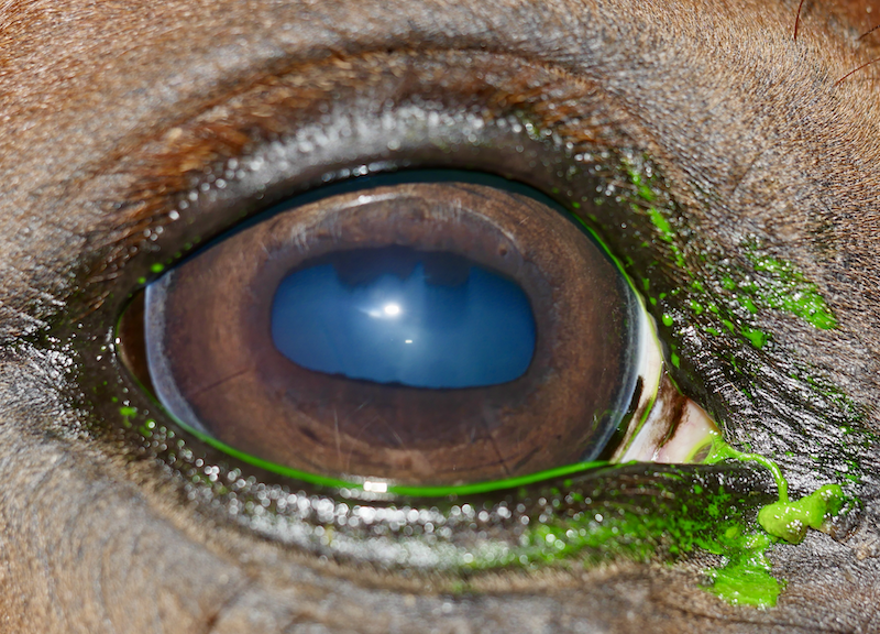 Tinción de ojo equino con test de fluoresceína