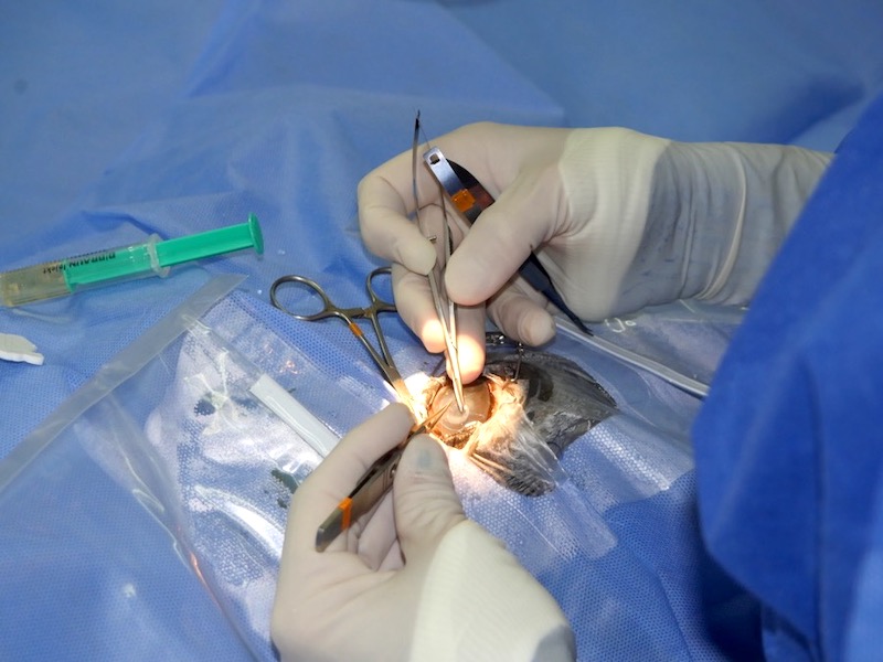 Injerto de córnea tectónica en paciente equino