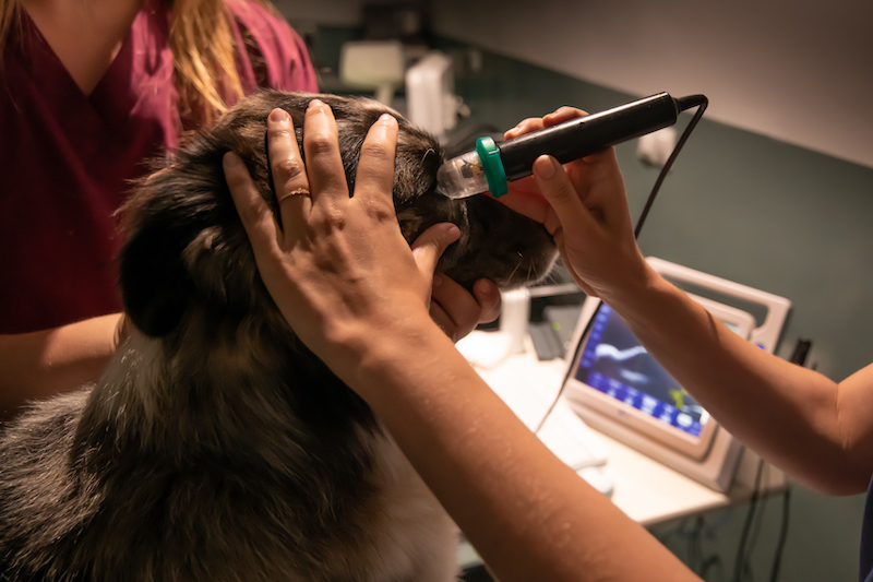 Ecografía ocular a paciente canino en IVO Oftalmología Ibiza. 