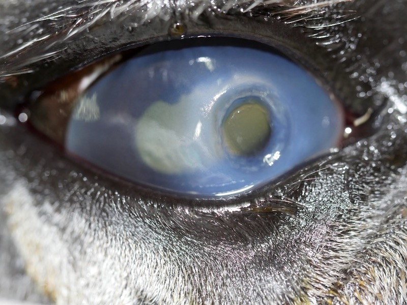 Úlcera corneal predescemética o demestoceles en ojo equino