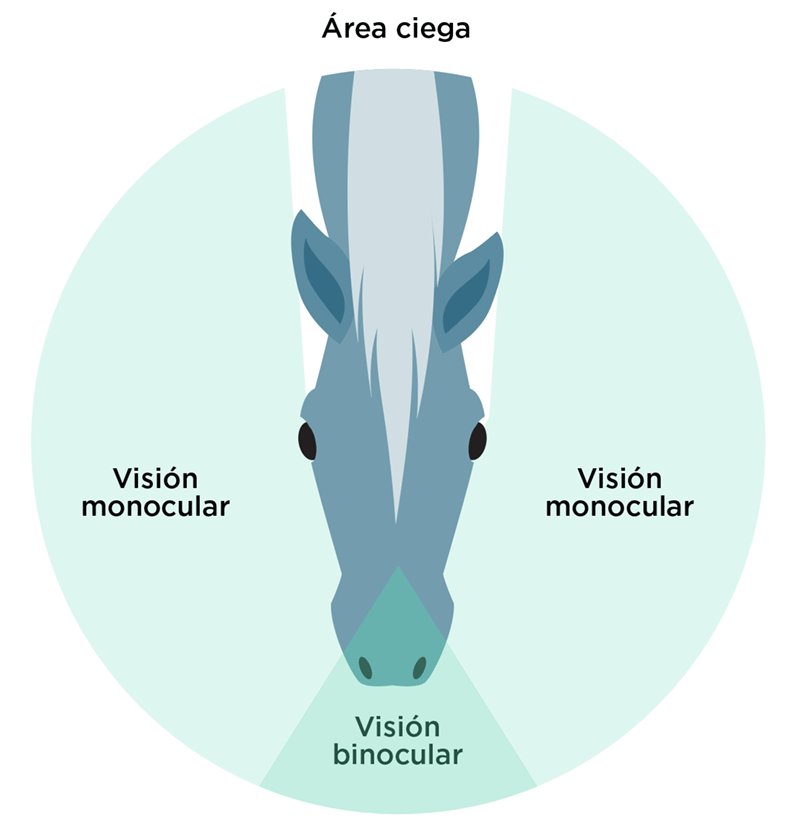 Visión del caballo: monocular, binocular y área ciega