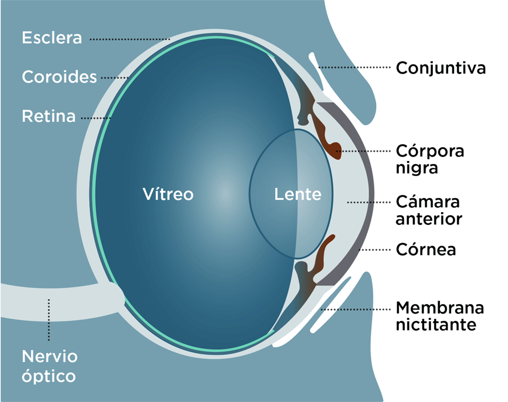 Anatomía del ojo del caballo