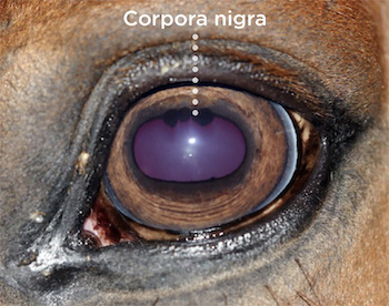 Córpora nigra o gránula irídica en ojo de caballo
