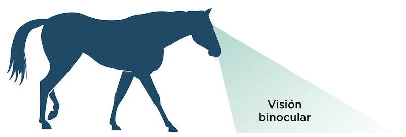 Visión frontal binocular del caballo