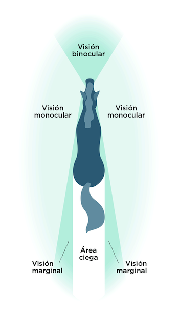 Visión del caballo: binocular, monocular, marginal y área ciega