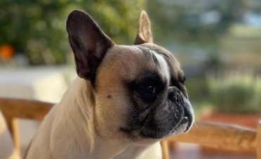 Olivia, una bulldog francés tratada en IVO de úlcera indolente