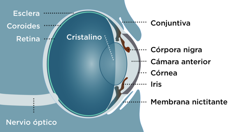 Anatomía de ojo equino