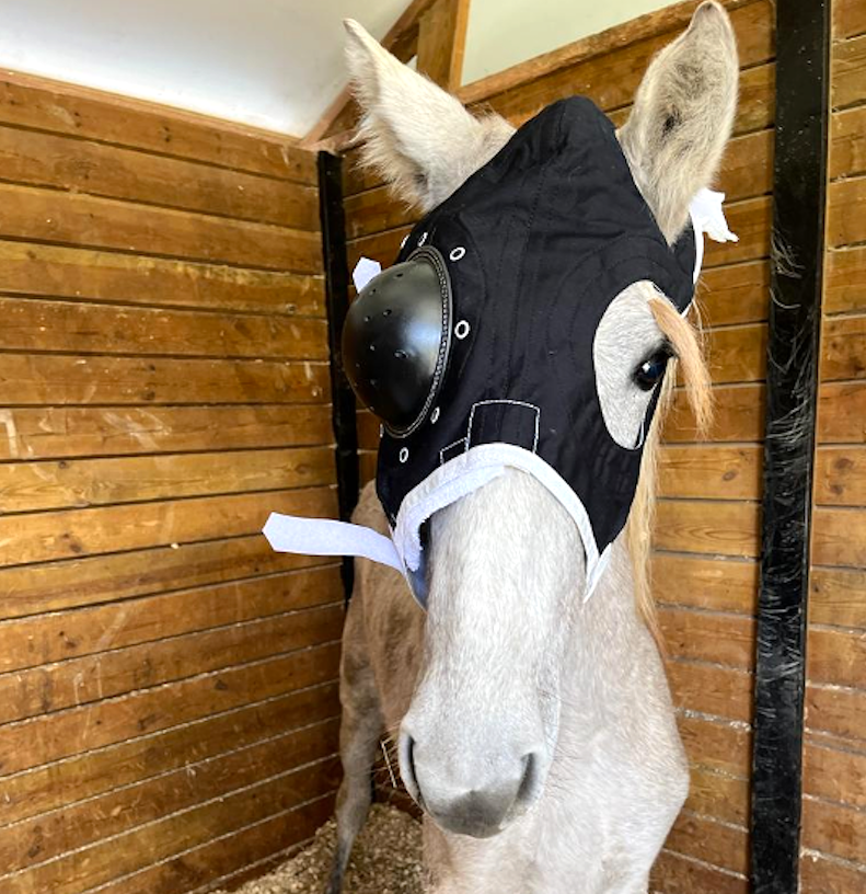 Máscara post-cirugía en caballo. Caso Massai