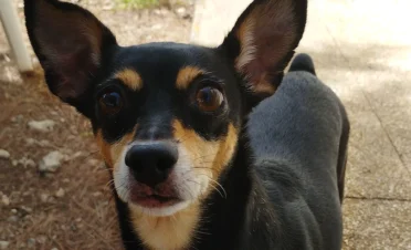 Primer plano de una perrita pequeña, de pelaje negro y marrón, con grandes ojos marrones y orejas erectas. Su expresión es atenta y curiosa, con un fondo al aire libre ligeramente desenfocado.