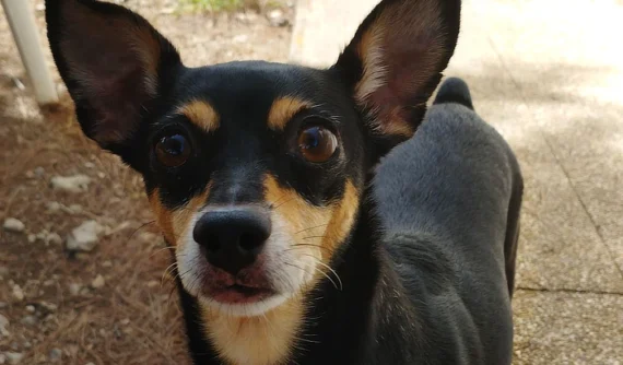 Primer plano de una perrita pequeña, de pelaje negro y marrón, con grandes ojos marrones y orejas erectas. Su expresión es atenta y curiosa, con un fondo al aire libre ligeramente desenfocado.