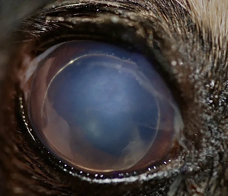 Primer plano del ojo de un perro, mostrando una opacidad azulada en la córnea. El ojo tiene una apariencia nublada y mate, lo que indica una posible luxación anterior del cristalino o una catarata avanzada. La piel alrededor del ojo está levemente visible.