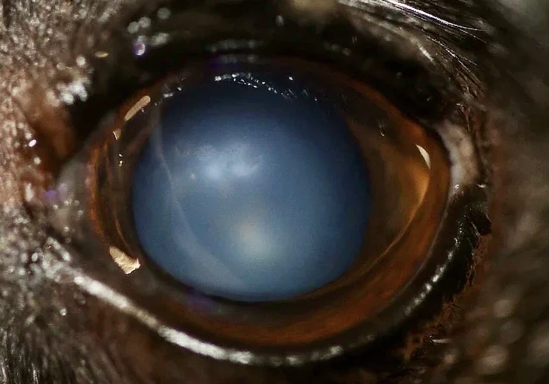 Primer plano del ojo de un perro, mostrando una opacidad oscura y azulada en la córnea. El ojo tiene un aspecto nublado y brillante, sugiriendo una condición ocular grave como una luxación del cristalino o una catarata avanzada. La piel alrededor del ojo es visible, con un tono oscuro que complementa el color del pelaje.