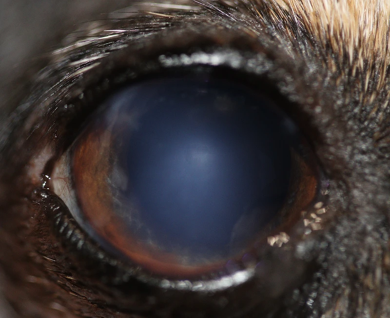 Primer plano del ojo de un perro mostrando una opacidad generalizada en la córnea, con un reflejo de luz en el centro del ojo. El ojo tiene una apariencia nublada y oscura, lo que podría indicar una recuperación parcial o tratamiento en curso de una luxación del cristalino. La piel y el pelaje oscuro alrededor del ojo son visibles, proporcionando contraste con el brillo del reflejo.