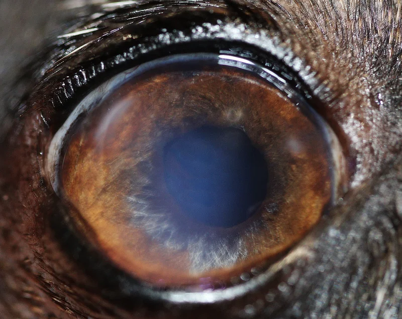 Primer plano del ojo de un perro mostrando un iris marrón claro rodeando la pupila dilatada. La córnea es clara y se refleja la luz, lo que indica una buena salud ocular o recuperación post-tratamiento. Los detalles del iris son visibles, y la piel oscura alrededor del ojo proporciona contraste, resaltando la apariencia saludable del ojo.