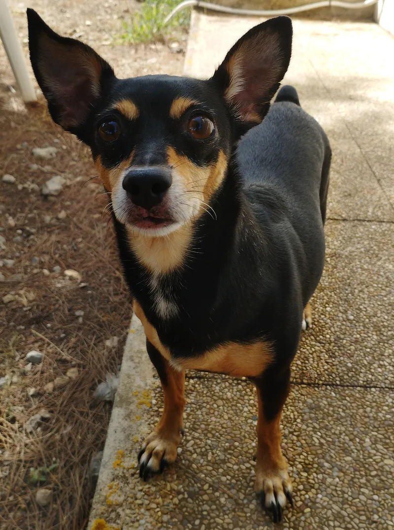 Foto de cuerpo completo de una perrita pequeña de pelaje negro y marrón, con orejas erectas y grandes ojos marrones, mirando directamente a la cámara. La perrita está de pie sobre un camino pavimentado, con un entorno al aire libre que incluye vegetación y estructuras en el fondo.