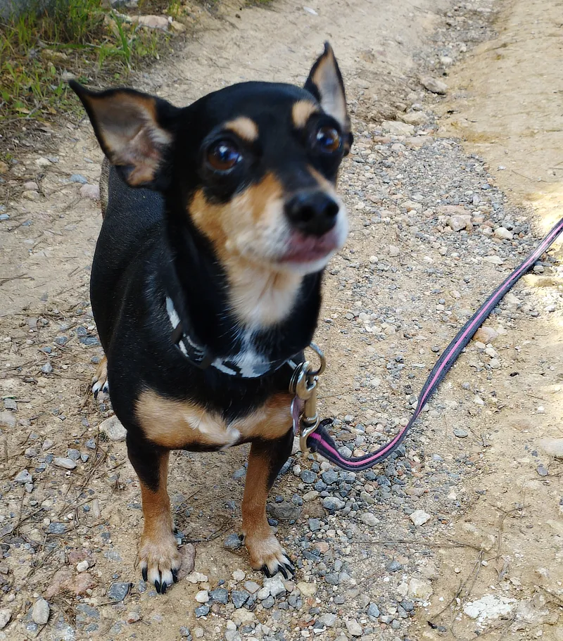 Perrita pequeña de pelaje negro y marrón, con correa sobre un camino de tierra y piedras. La perrita mira hacia la cámara, con una expresión alerta y curiosa. La vegetación y la pared de piedra en el fondo sugieren un entorno rural.