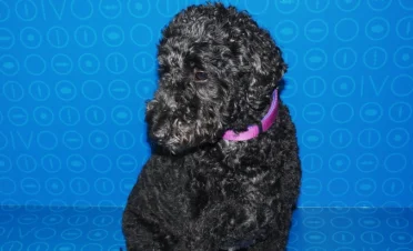 Nala, un Labradoodle negro de pelaje rizado, está sentada sobre un fondo azul con patrones circulares. Lleva un collar morado y mira hacia la izquierda, mostrando su perfil derecho. La foto fue tomada en la clínica veterinaria después de su examen ocular.