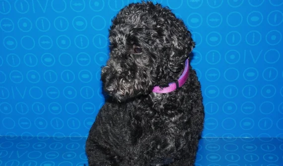 Nala, un Labradoodle negro de pelaje rizado, está sentada sobre un fondo azul con patrones circulares. Lleva un collar morado y mira hacia la izquierda, mostrando su perfil derecho. La foto fue tomada en la clínica veterinaria después de su examen ocular.