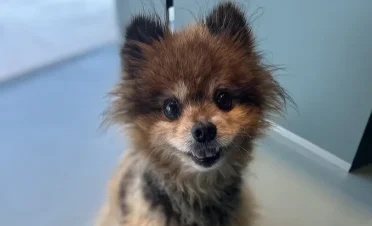 Tim, un Pomerania macho de 12 años, sentado y mirando a la cámara con su pelaje esponjoso marrón y negro, y orejas erguidas.