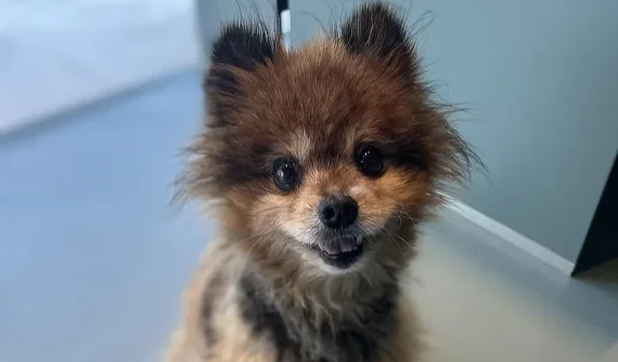 Tim, un Pomerania macho de 12 años, sentado y mirando a la cámara con su pelaje esponjoso marrón y negro, y orejas erguidas.