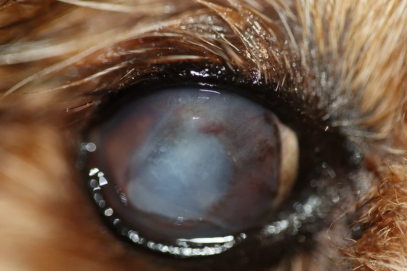 Ojo derecho de Tim a las 72 horas de realizar fototerapia UVC. Se ve que la úlcera está disminuyendo de tamaño, se aprecian más vasos sanguíneos en la córnea. Con menor conjuntiva enrojecida.