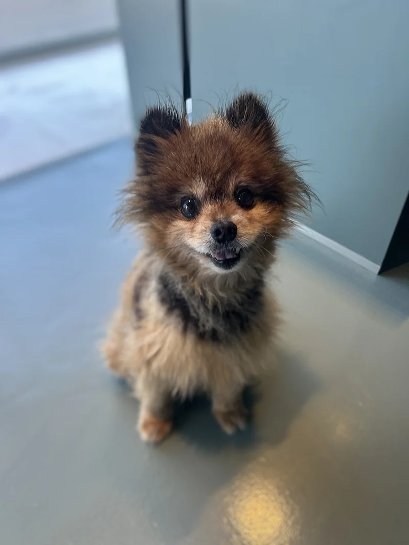 Tim, un Pomerania macho de 12 años, con pelaje esponjoso marrón y negro, está sentado en el suelo de la consulta veterinaria. Mira a la cámara con una expresión amigable y sus orejas erguidas. Su aspecto refleja su naturaleza curiosa y su buen estado después del tratamiento ocular.