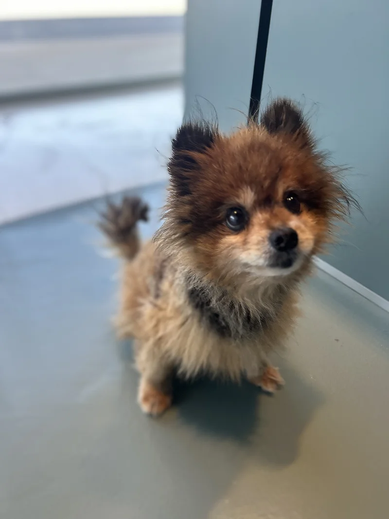 Tim, un Pomerania macho de 12 años, con pelaje esponjoso marrón y negro, está sentado en el suelo de la consulta veterinaria. Mira a la cámara con una expresión amigable y sus orejas erguidas. Su aspecto refleja su naturaleza curiosa y su buen estado después del tratamiento ocular.