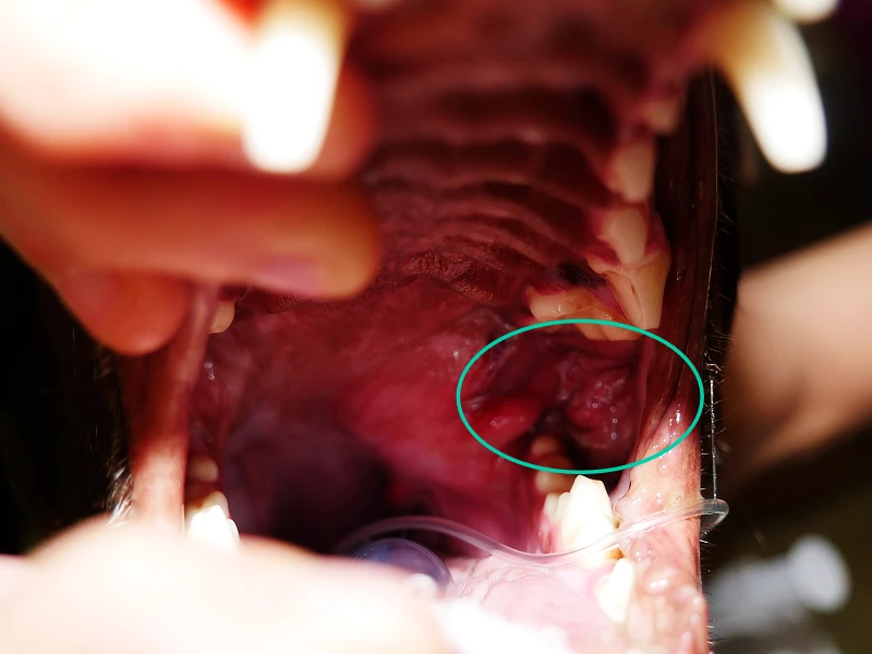 Imagen del interior de la boca de un perro con un absceso retrobulbar, mostrando inflamación y enrojecimiento en el área detrás del último molar