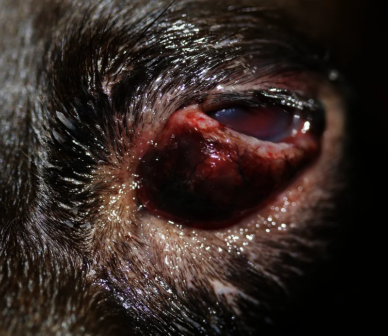 Vista cercana del ojo de un perro con un absceso retrobulbar, mostrando hinchazón, enrojecimiento, y secreción en el área alrededor del ojo afectado.