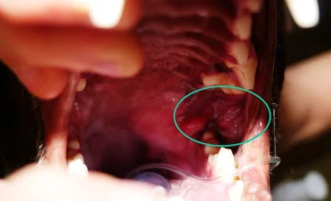 Imagen del interior de la boca de un perro con un absceso retrobulbar, mostrando inflamación y enrojecimiento en el área detrás del último molar