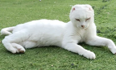 Gato blanco acostado sobre césped, mostrando signos de cicatrización en la piel donde antes estaban sus orejas, que parecen haber sido amputadas. Los ojos del gato muestran enrojecimiento y costras, especialmente en los párpados. Su postura es relajada. El fondo de la imagen es un césped verde uniforme.