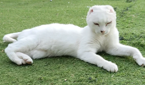 Gato blanco acostado sobre césped, mostrando signos de cicatrización en la piel donde antes estaban sus orejas, que parecen haber sido amputadas. Los ojos del gato muestran enrojecimiento y costras, especialmente en los párpados. Su postura es relajada. El fondo de la imagen es un césped verde uniforme.