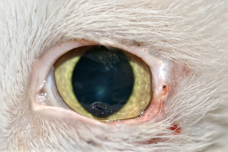 Primer plano del ojo izquierdo de un gato blanco, donde se observa una pequeña masa pigmentada y ulcerada en el borde del párpado inferior, junto con un área de enrojecimiento. El iris es de color verde claro y el ojo está parcialmente abierto, sin otras anomalías visibles en la imagen, sugiriendo un posible proceso patológico en el párpado.