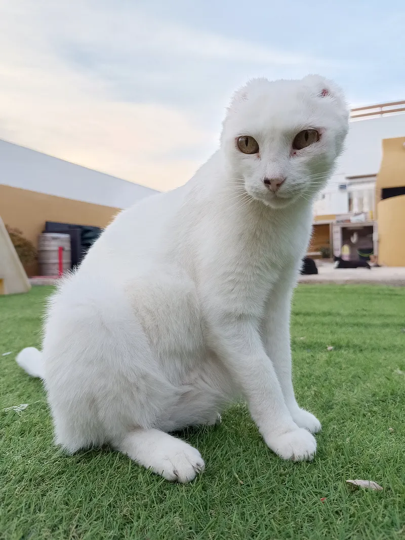 Gato blanco sentado al aire libre sobre césped, mostrando un aspecto alerta. Las orejas han sido amputadas y la piel alrededor de los ojos, en particular el párpado inferior izquierdo, muestra signos de cicatrización y enrojecimiento. El gato está mirando directamente a la cámara, con el fondo ligeramente desenfocado.