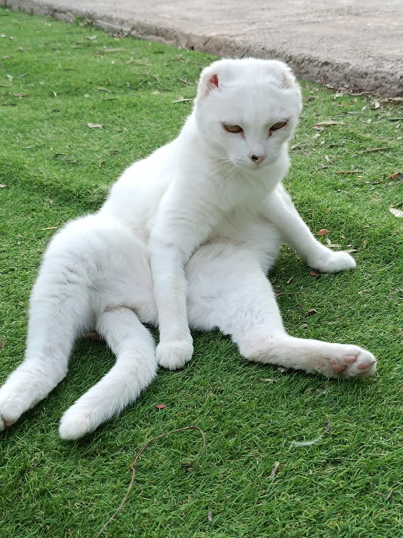 Gato blanco sin orejas visibles sentado en el césped con una postura relajada. Las orejas parecen haber sido amputadas, y el gato presenta signos de cicatrización en la piel alrededor de los ojos, especialmente en el párpado inferior del ojo izquierdo. Su mirada parece tranquila.