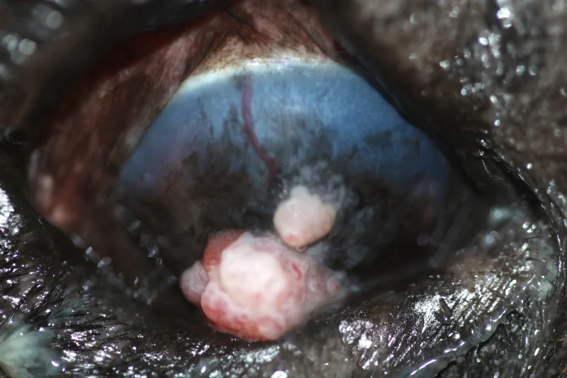 Primer plano del ojo derecho de un bulldog inglés con un carcinoma de células escamosas corneal, mostrando lesiones blanquecinas y rosadas sobre la córnea, con una superficie rugosa y vascularización aumentada.