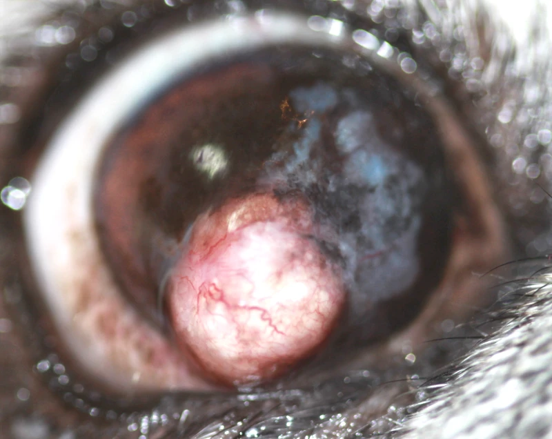 Primer plano del ojo de un carlino con un carcinoma de células escamosas corneal. La córnea presenta una masa prominente, elevada y de color rosado, con bordes irregulares y signos de inflamación.