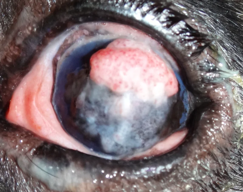 Primer plano del ojo izquierdo de un bulldog francés con carcinoma de células escamosas corneal. Se observa una masa blanca y rosada, elevada y vascularizada, cubriendo gran parte de la superficie corneal.