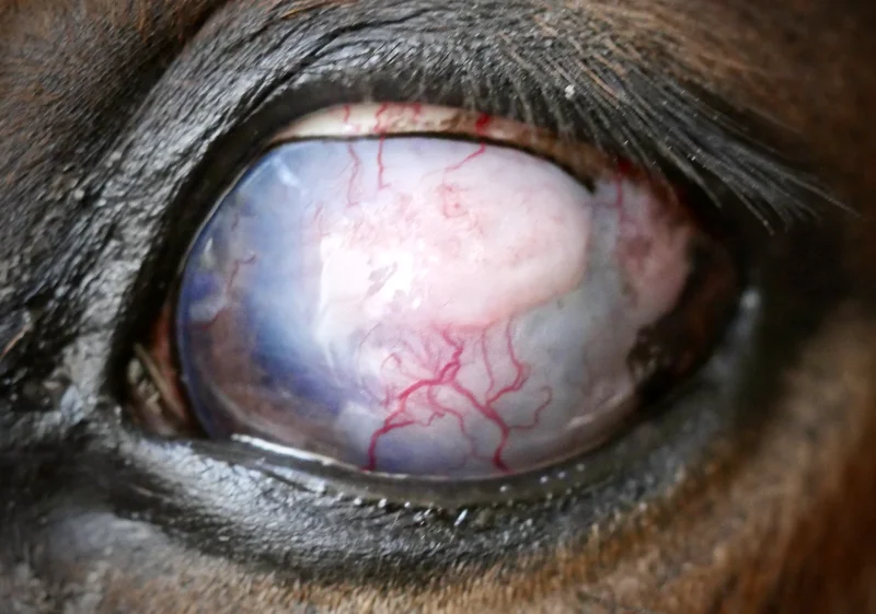 Ojo izquierdo de un caballo con un carcinoma de células escamosas que afecta la córnea y la conjuntiva. Se aprecia una masa irregular, blanca y vascularizada, con inflamación significativa en los tejidos circundantes.