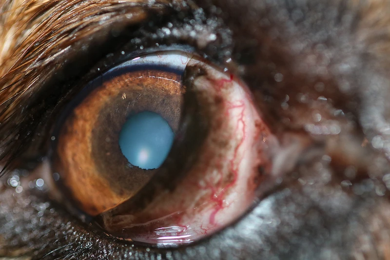 Primer plano de un ojo canino con una opacidad central evidente en el cristalino. Se observan vasos sanguíneos enrojecidos en la conjuntiva, junto con un leve tercer párpado elevado. El iris marrón rodea la pupila, que tiene un aspecto nebuloso.