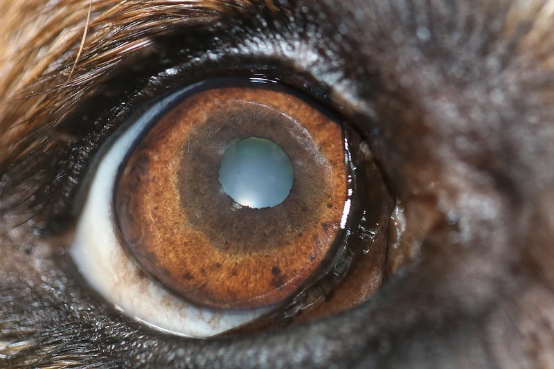 Primer plano de un ojo de perro mostrando una pupila contraída y una ligera opacidad en el cristalino. El iris es de un tono marrón claro y la esclerótica es visible.