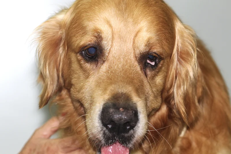 Perro Golden Retriever con síndrome de Horner mostrando ptosis, miosis y elevación del tercer párpado en el ojo izquierdo.