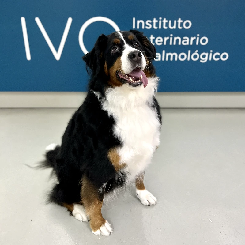 Perro de raza Boyero de Berna, con pelaje negro, blanco y marrón, sentado frente al logo del Instituto Veterinario Oftalmológico (IVO). El perro luce contento y saludable, posando frente a un fondo azul con el blog de IVO en un ambiente clínico.