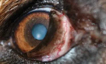 Primer plano de un ojo canino con una opacidad central evidente en el cristalino. Se observan vasos sanguíneos enrojecidos en la conjuntiva, junto con un leve tercer párpado elevado. El iris marrón rodea la pupila, que tiene un aspecto nebuloso.