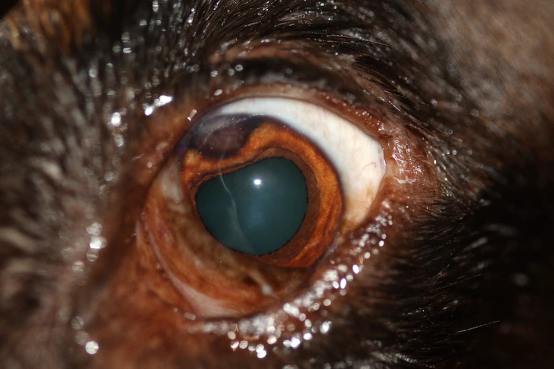 Ojo izquierdo de Thor, con una deformación visible de la pupila (discoria). Se aprecia una masa intraocular de tonalidad negruzca en la periferia y rosácea en el centro, afectando el iris.